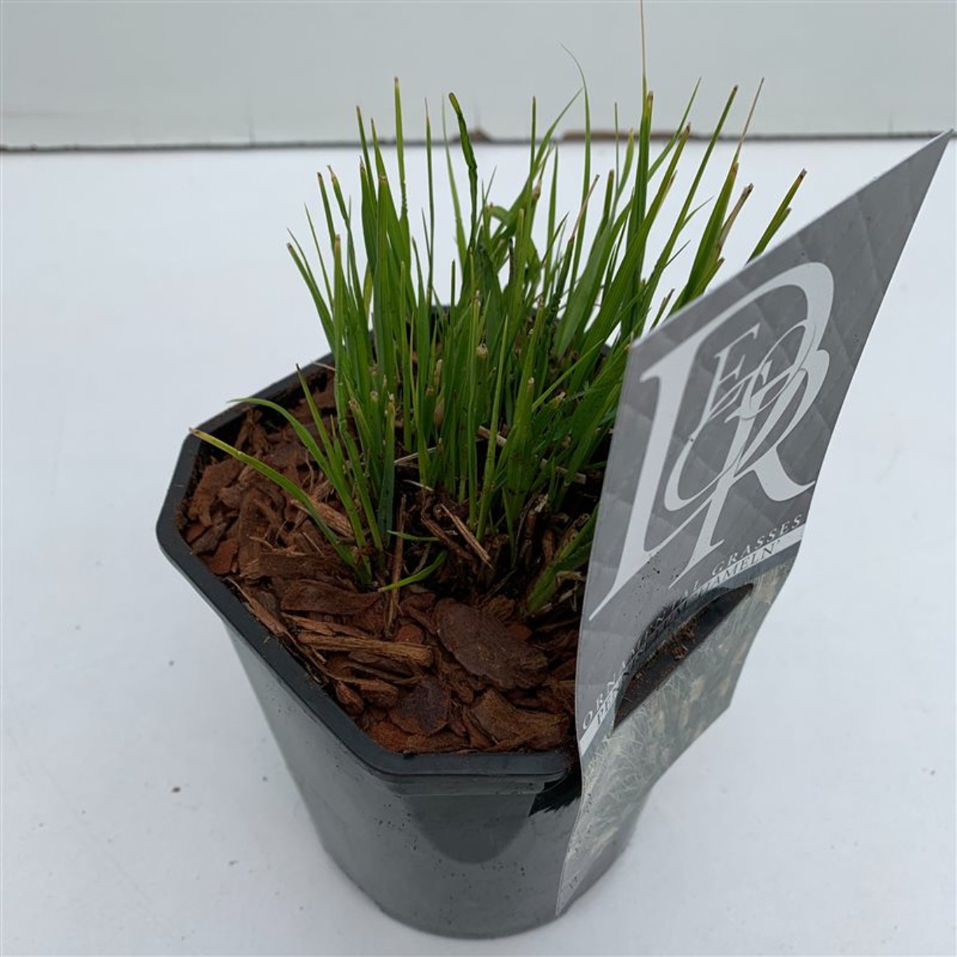 Lampborstgräs – Pennisetum alopecuroides 'Hameln' - C2
