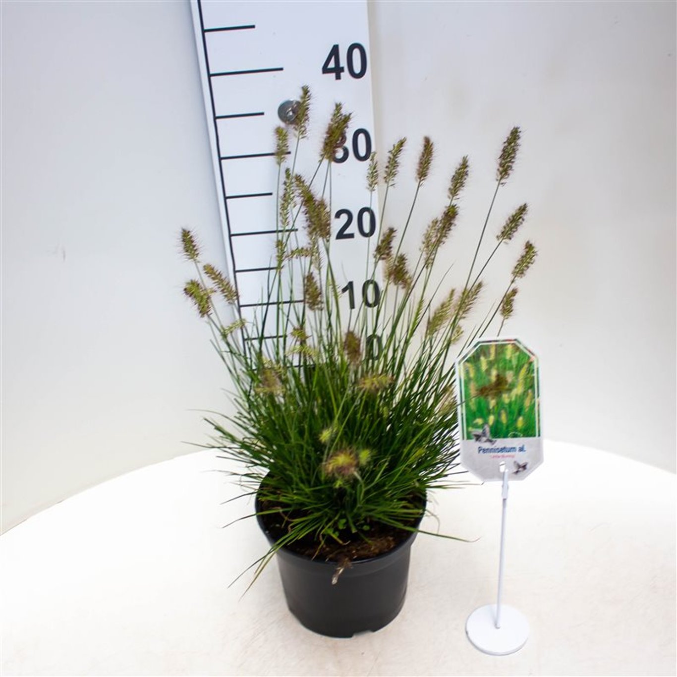 Lampborstgräs – Pennisetum alopecuroides 'Little Bunny' - C3 25-30 CM