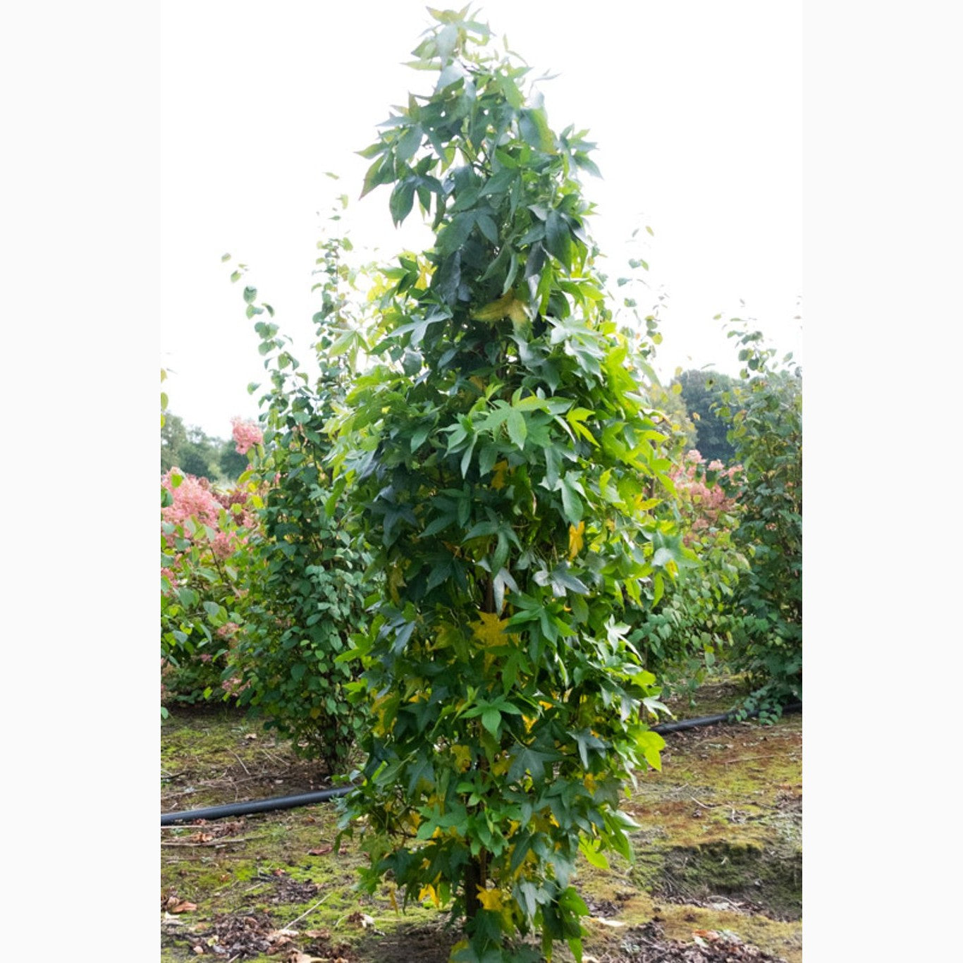 Amerikanskt ambra – Liquidambar styraciflua 'Slender Silhouette' - C20 200-250 CM