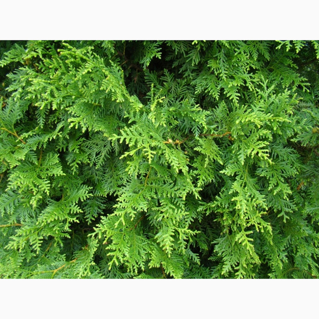 Thuja – Thuja occidentalis &