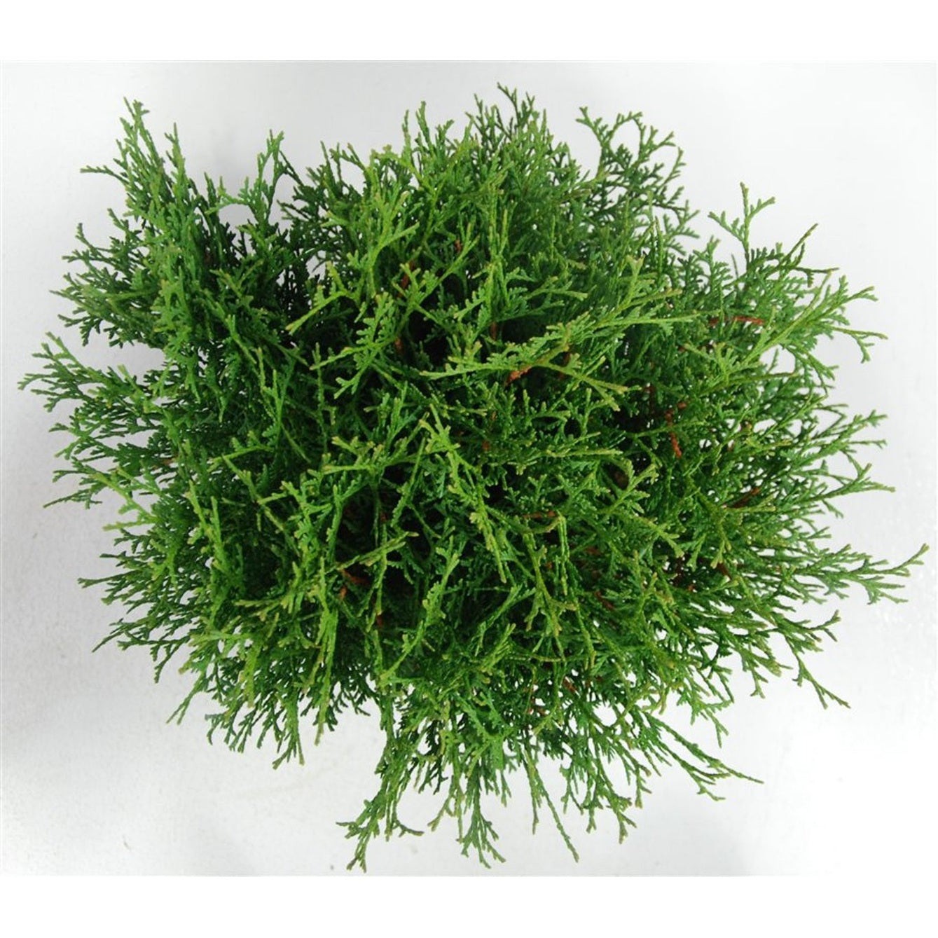 Thuja – Thuja occidentalis &
