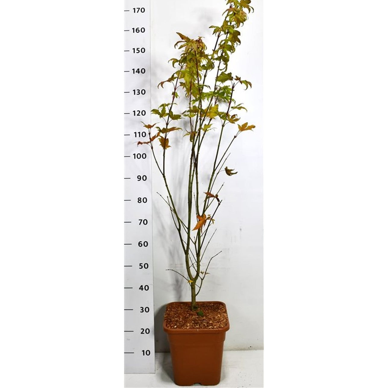 Japansk lönn – Acer palmatum 'Summer Gold' - C15 125/+ cm.