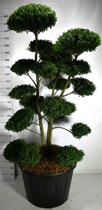 Ilex mutchagara - C180 160-180 cm. Bonsai