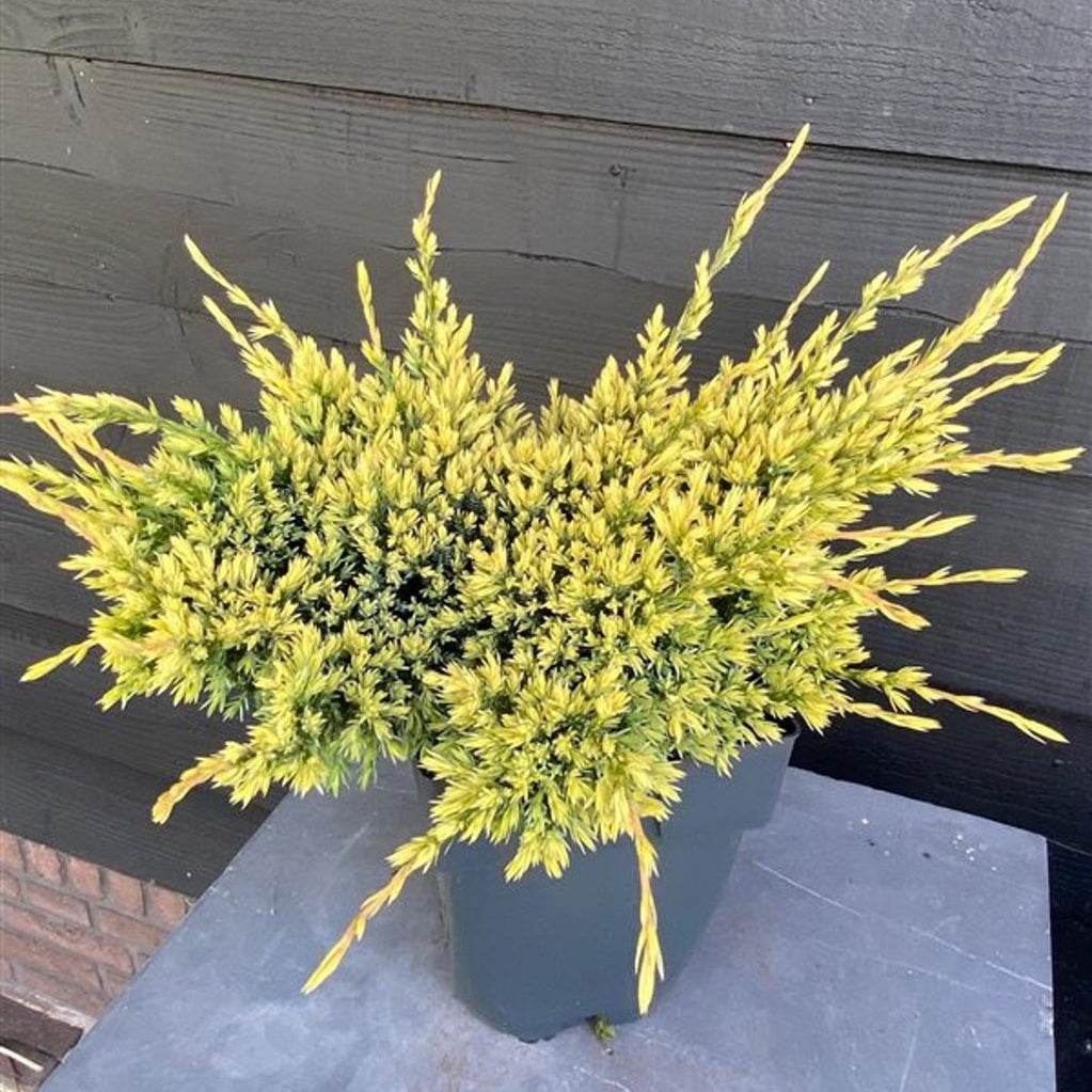 Fjäll-en – Juniperus squamata 'Holger' - C2