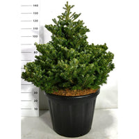 Koreagran – Abies koreana 'Molli' - C80 60-80 cm. Sol