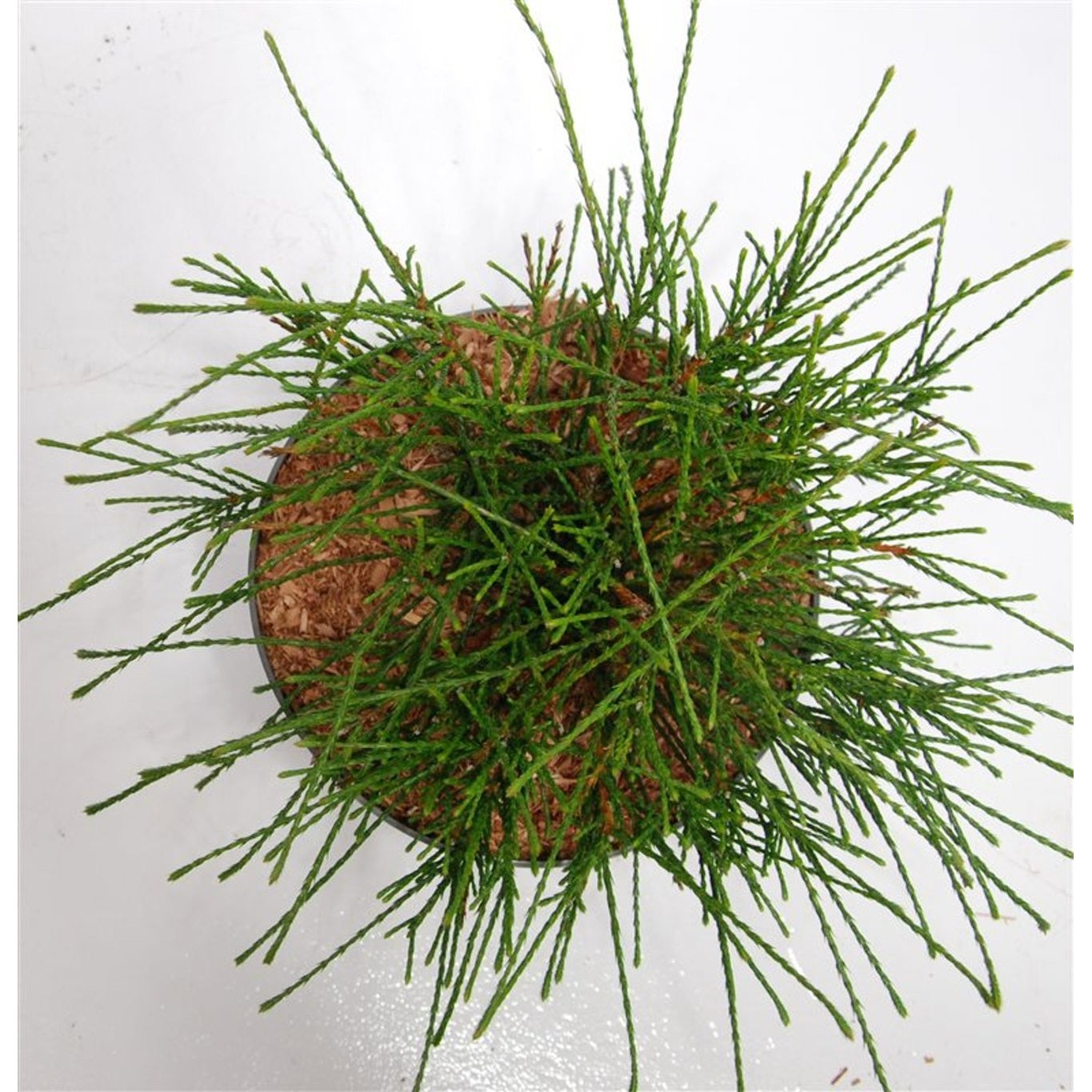 Thuja – Thuja plicata &