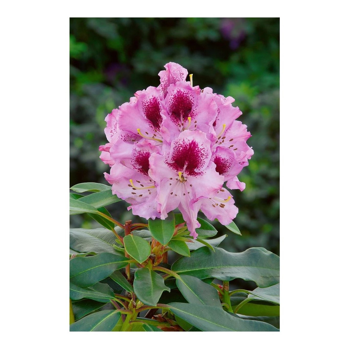 Rhododendron – Rhododendron 'Kabarett' - C5 30-40 CM