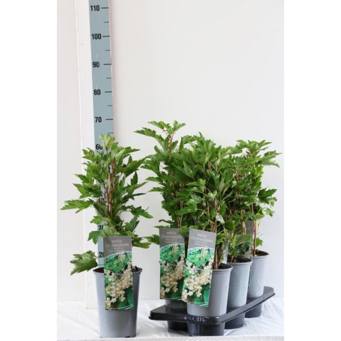 Vita vinbär – Ribes rubrum &