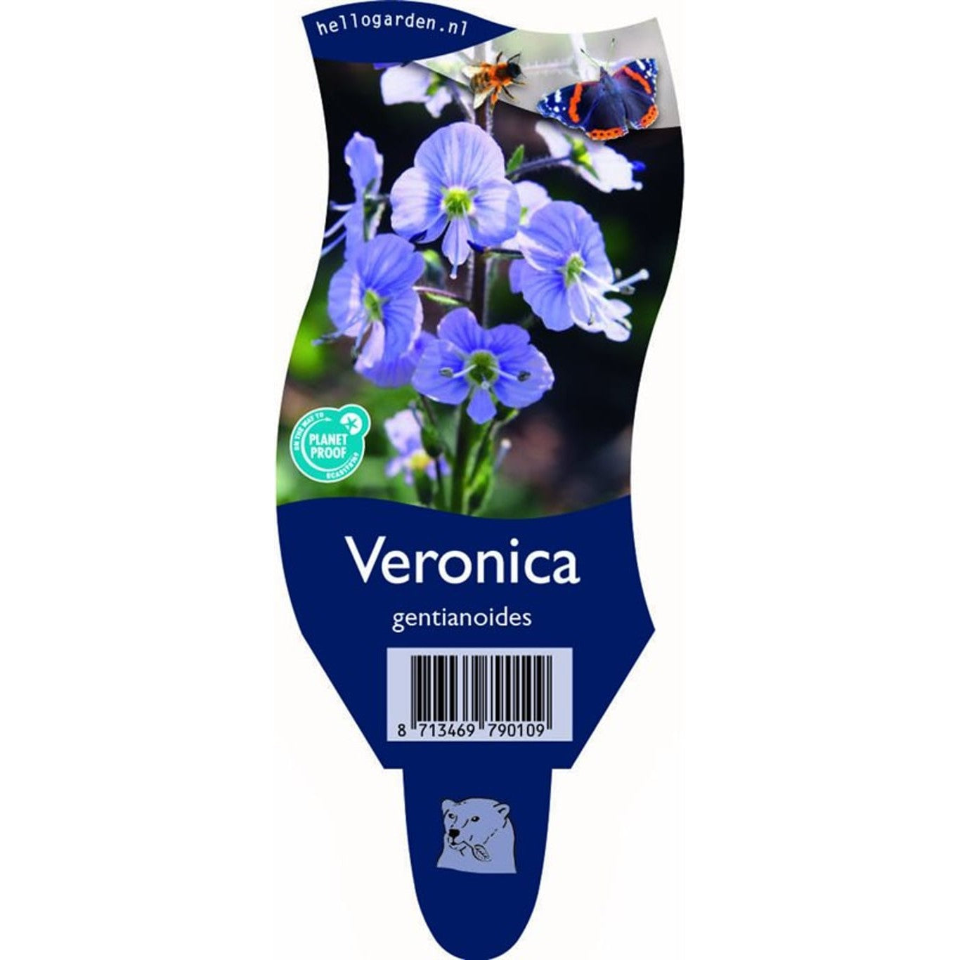 Gentianaveronika – Veronica gentianoides - P11