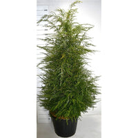 Hemlock – Tsuga canadensis - C80 150-175 cm.