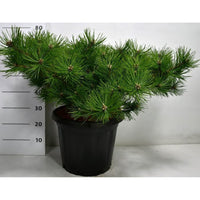 Svarttall – Pinus densiflora 'Jane Kluis' - C25 60-70 cm.