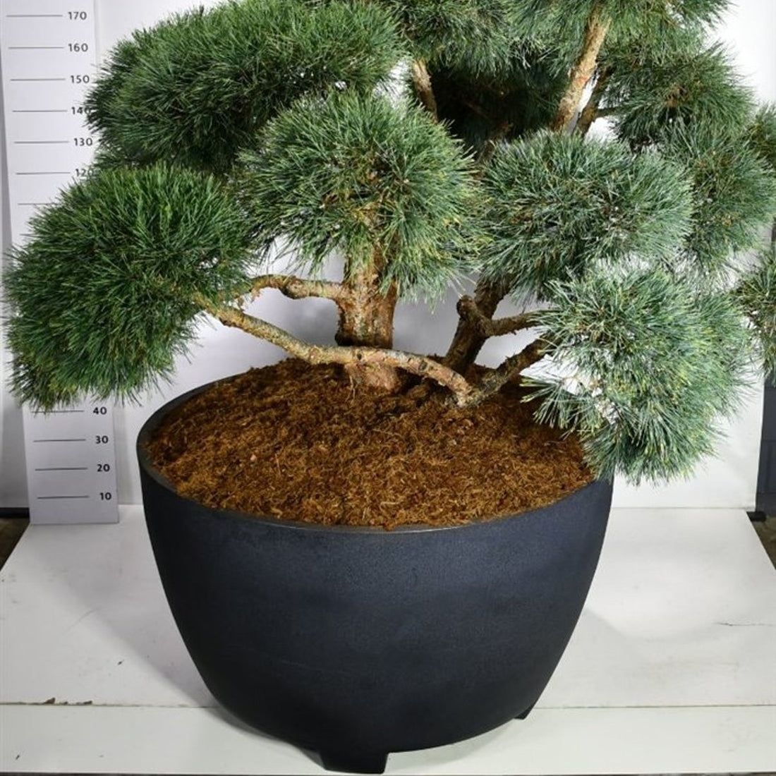 Tall – Pinus sylvestris &