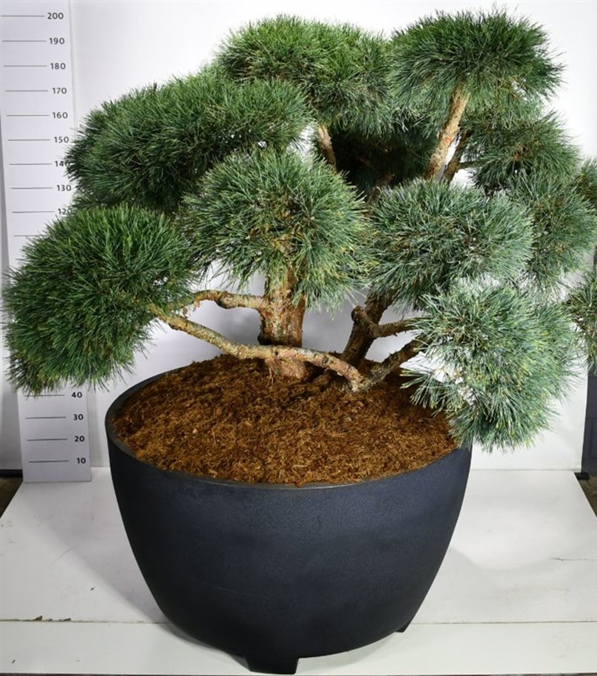 Tall – Pinus sylvestris 'Repens' - C 670 Decopot 200-225 cm. Bonsai