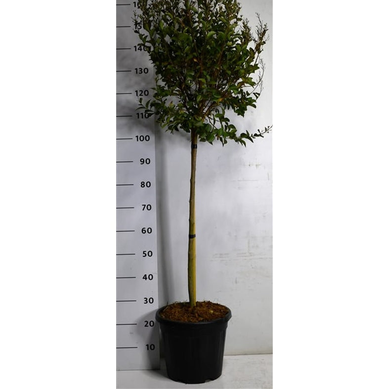 Kreppmyrten – Lagerstroemia indica 'Double Feature' - C15 80 cm. Stam