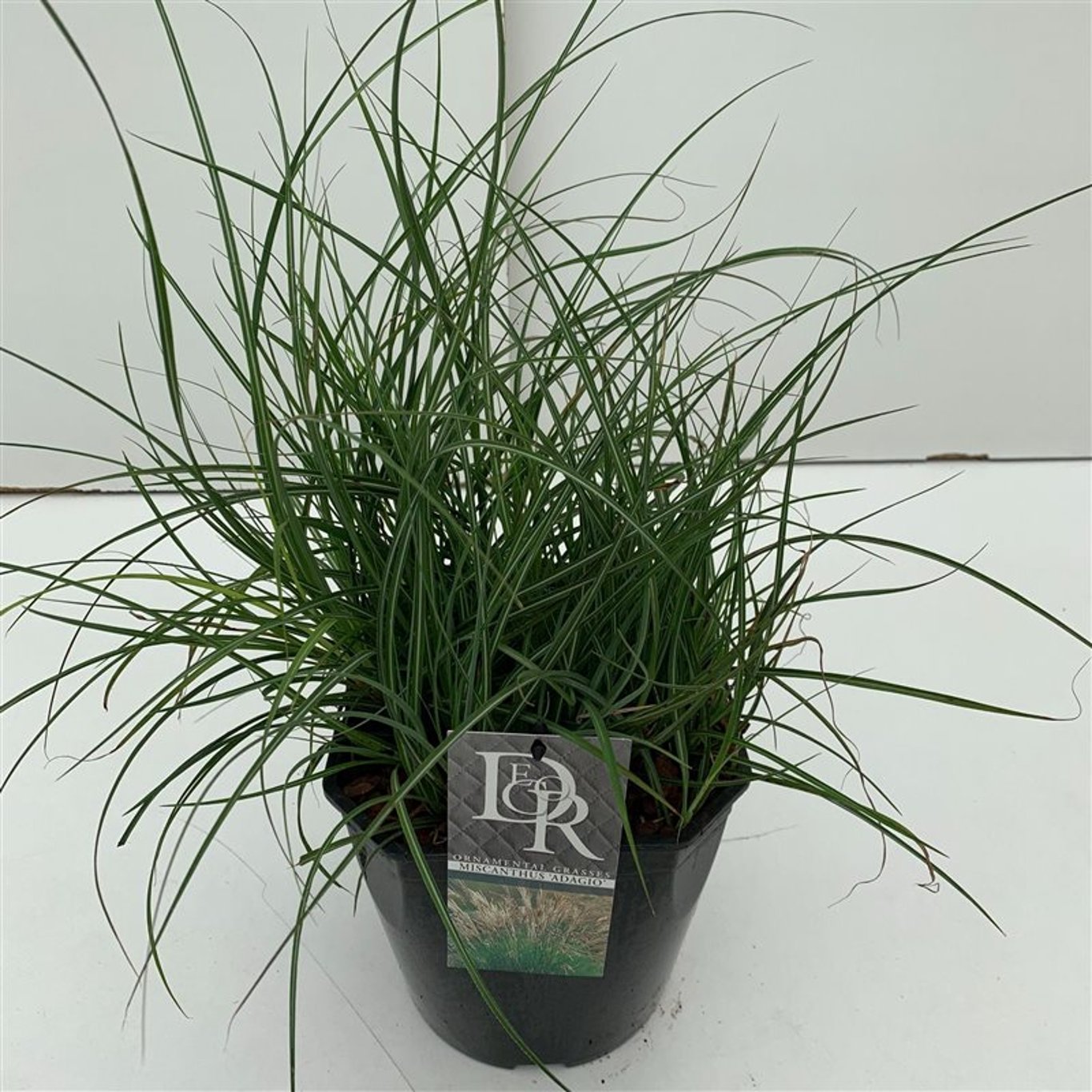 Glansmiskantus – Miscanthus sinensis 'Adagio' - C5