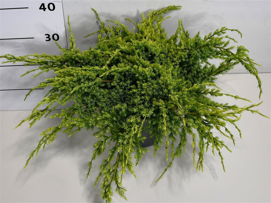 Himalaya-en – Juniperus squamata &