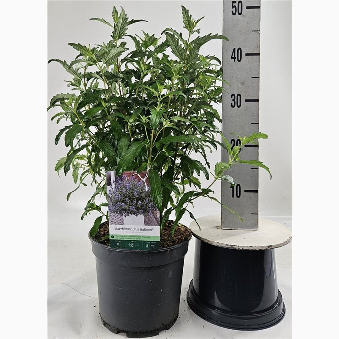 Blåspirea – Caryopteris clandonensis 'Blue Balloon' - C5 40-60 CM