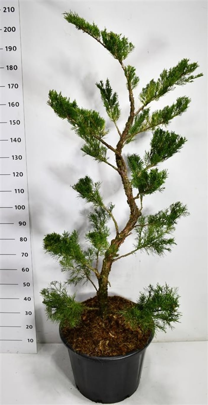 Pfitzer-en – Juniperus pfitzeriana &