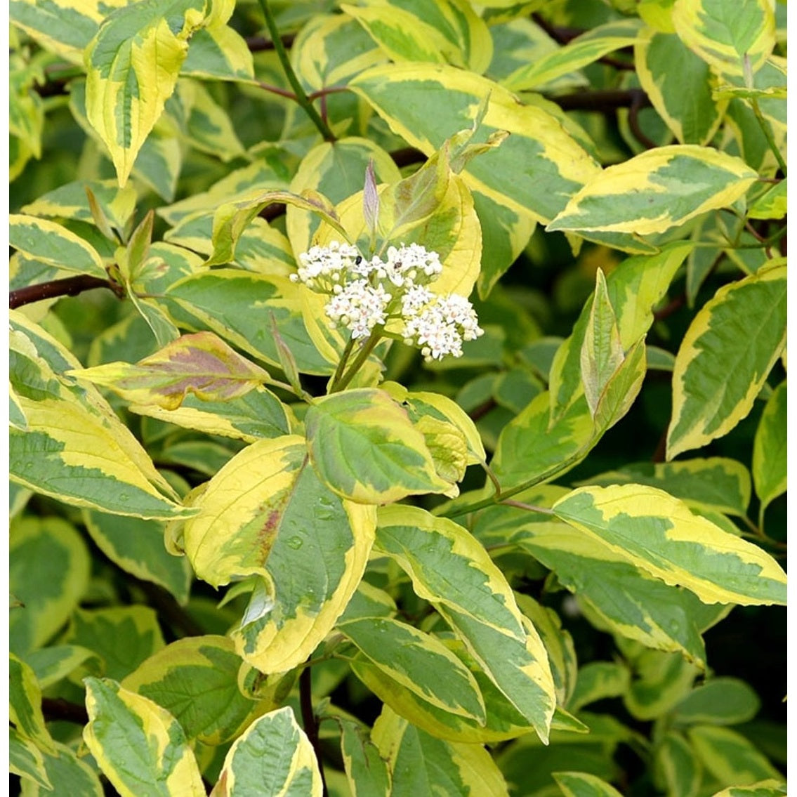 Kornell – Cornus alba 'Gouchaultii' - 50-80 CM Würzelware 0/2 3 Triebe