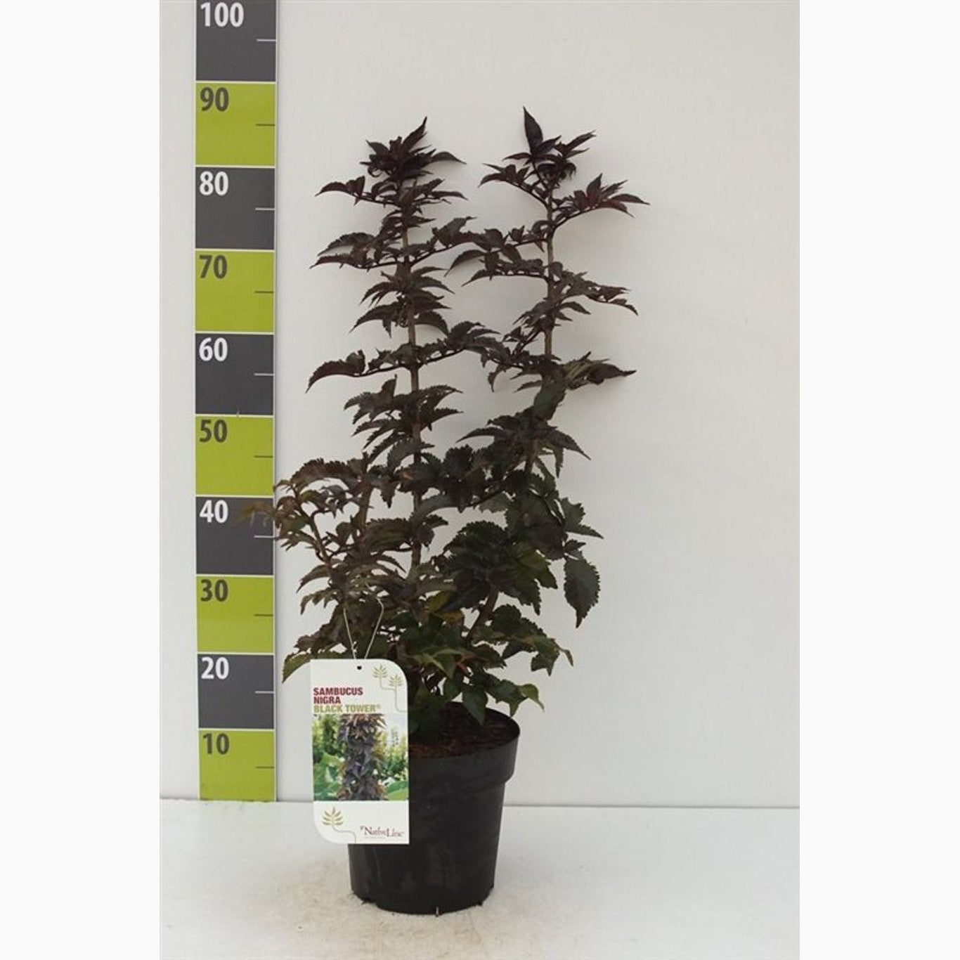 Fläder – Sambucus nigra 'Black Tower'® - C4,6 40-60 CM