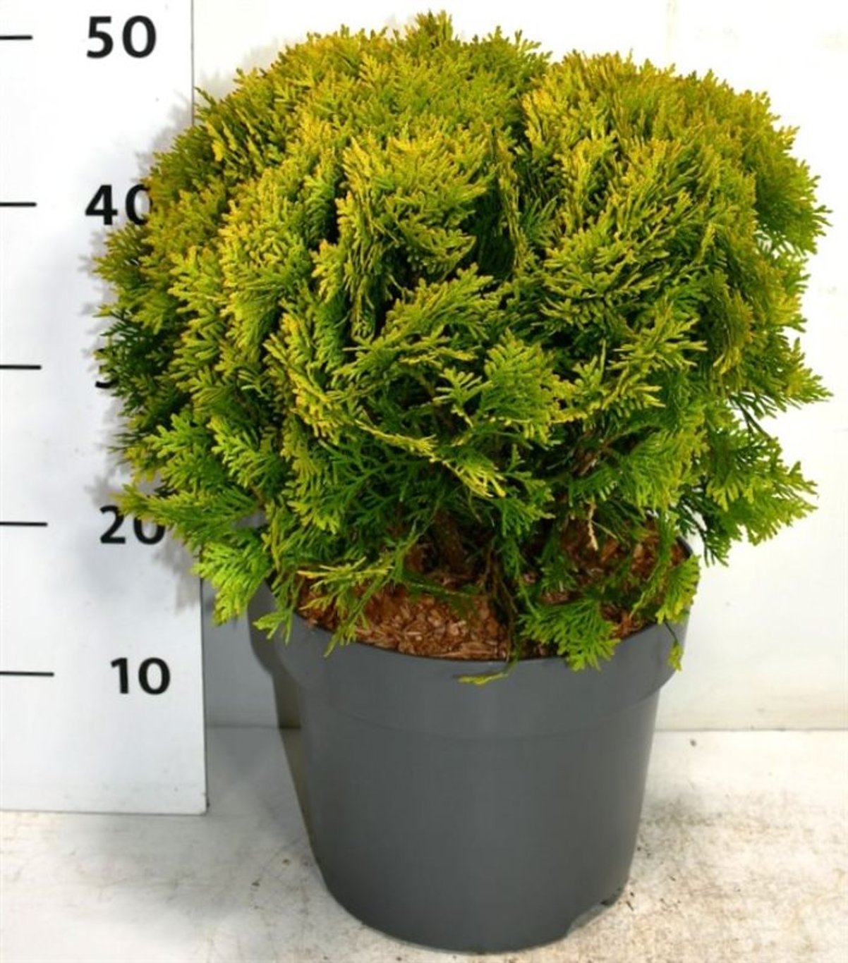 Thuja – Thuja occidentalis 'Mirjam' - C7.5 30-35 cm.