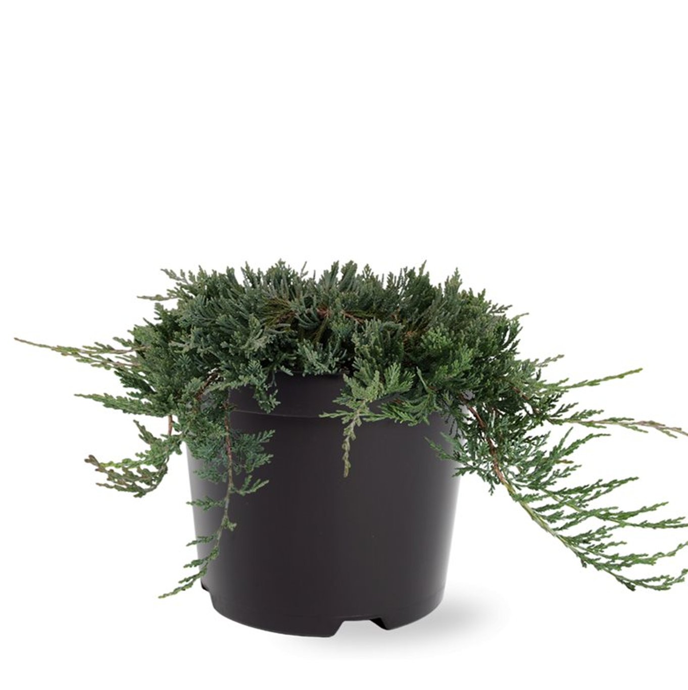 Kryp-en – Juniperus horizontalis 'Wiltonii' - C3 25-30 CM