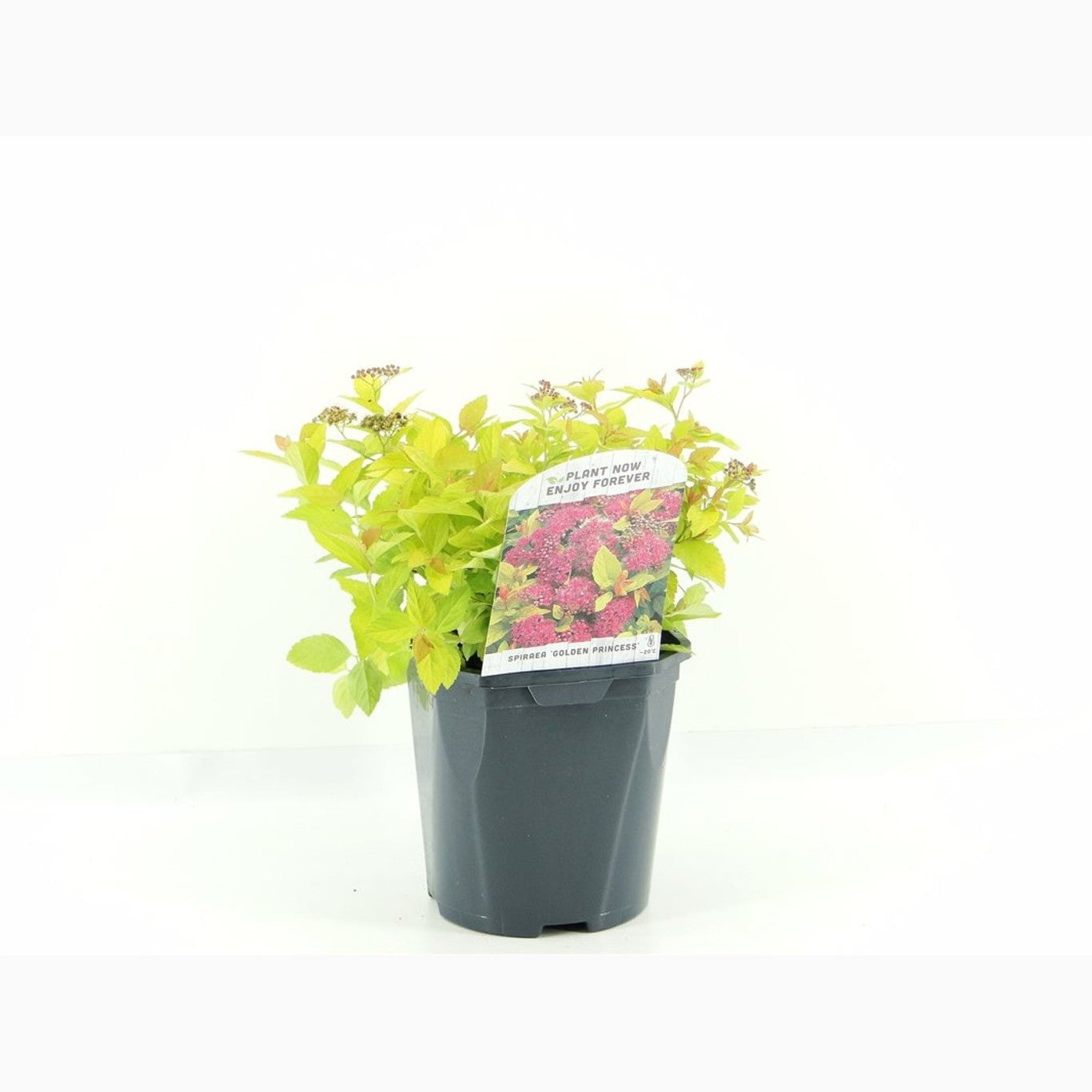 Praktspirea – Spiraea japonica 'Golden Princess' - C2