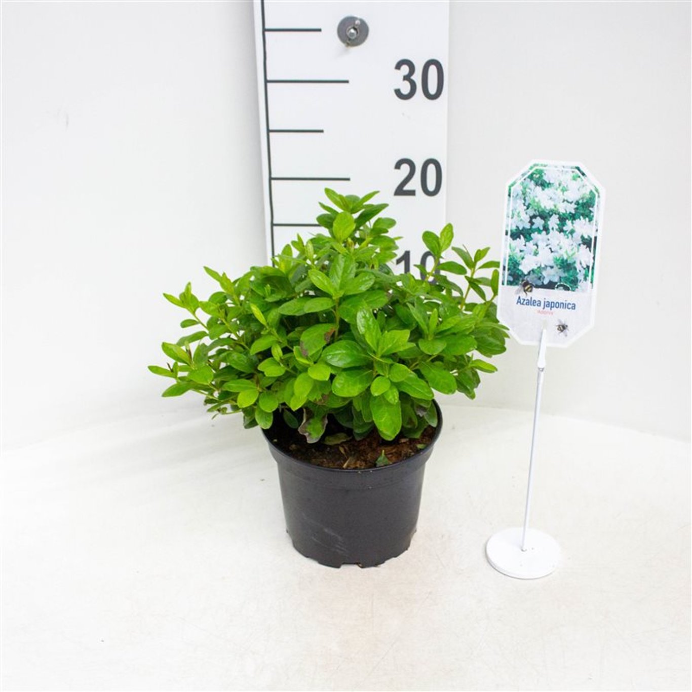 Rhododendron – Rhododendron (AJ); 'Adonis' - C2 20-25 CM