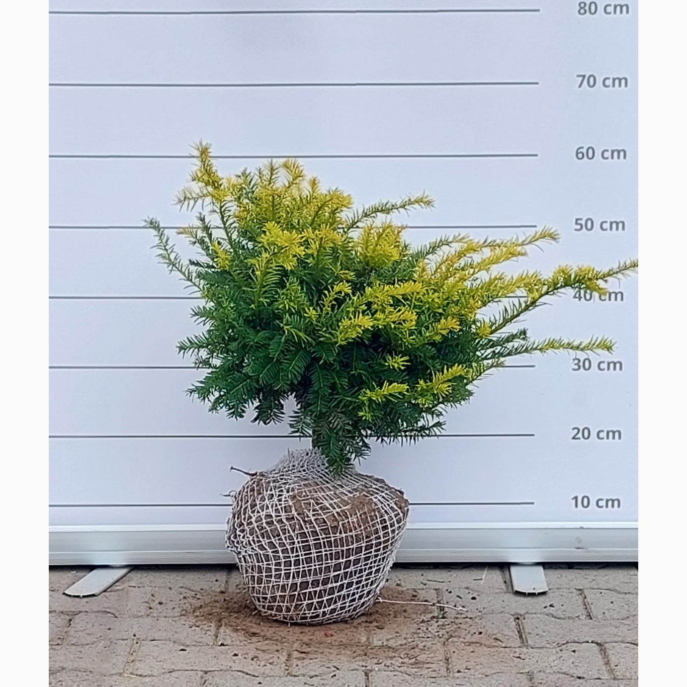 Idegran – Taxus baccata 'Goud Elsje' - 30-40 CM RB