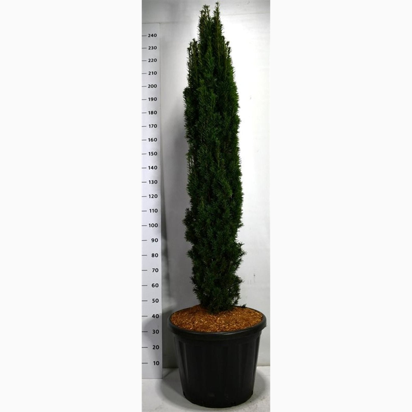 Idegran – Taxus baccata 'Fastigiata Robusta' - C80 140-160 CM