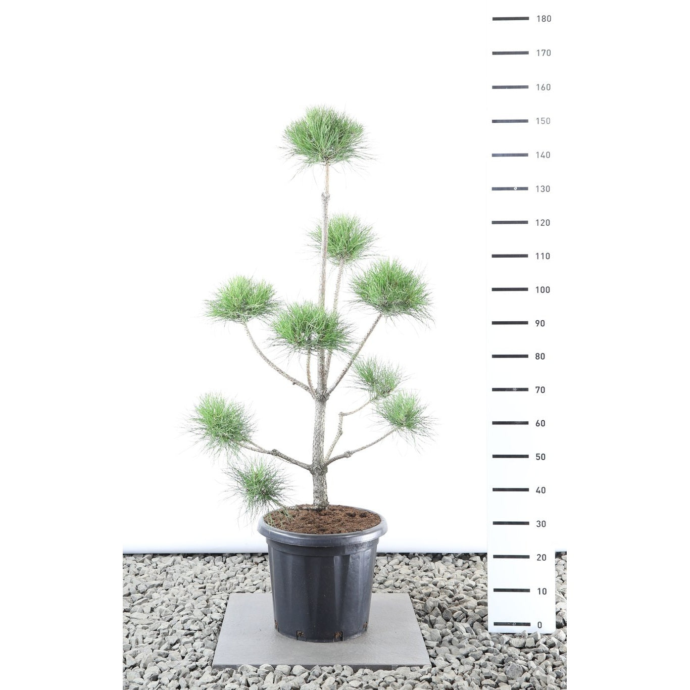 Svarttall – Pinus nigra nigra - 100-125 CM Multiplateau in Container