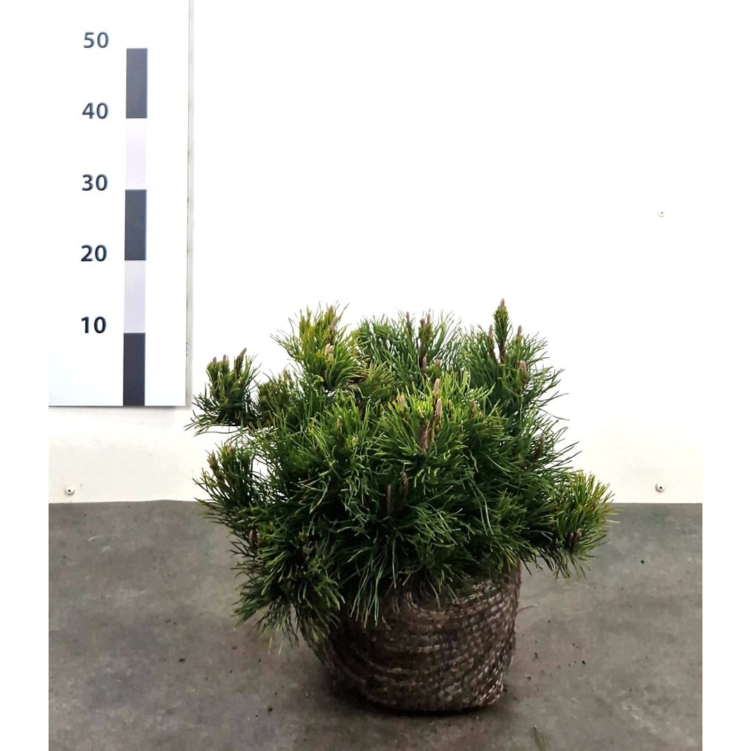 Bergtall – Pinus mugo mughus - 25-30 CM RB
