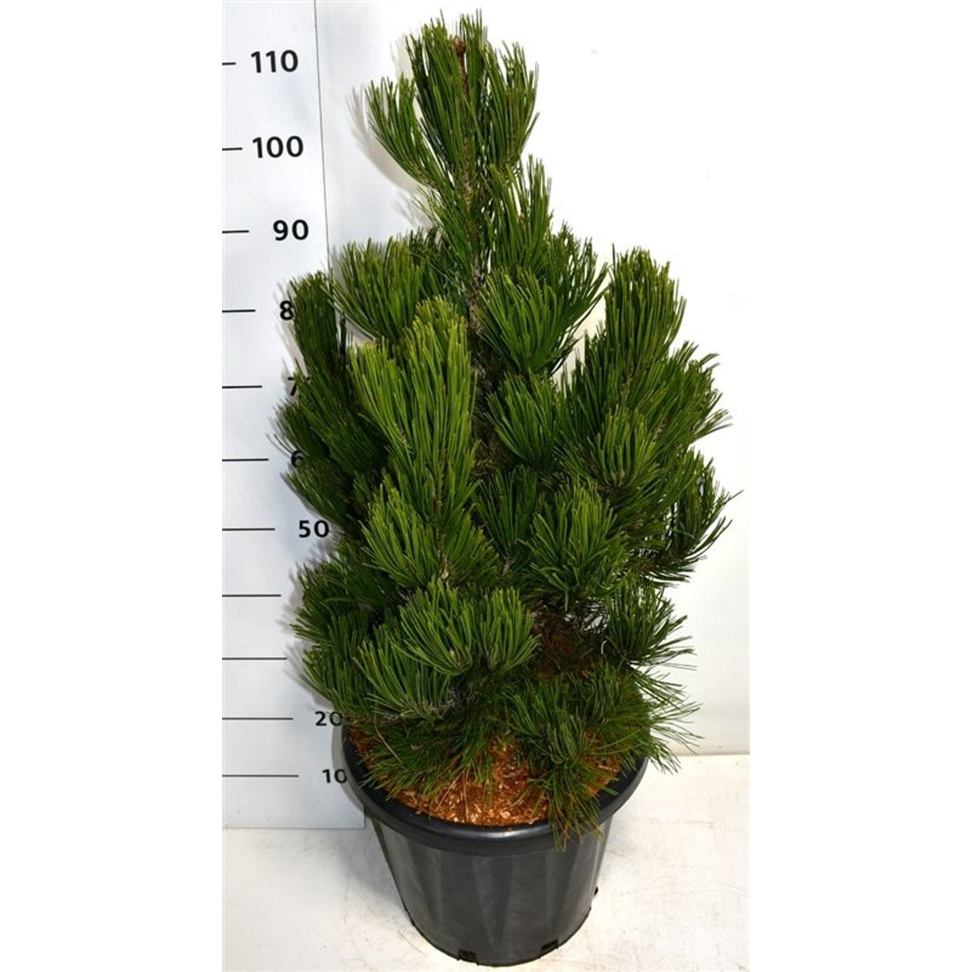 Svartbarrtall – Pinus heldreichii 'Satellit' - C25 60-80 CM