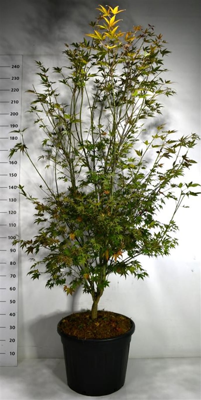 Japansk lönn – Acer palmatum &