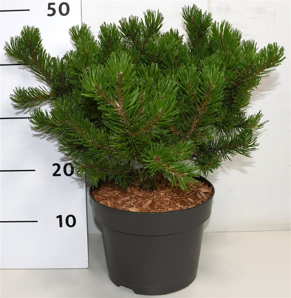 Bergtall – Pinus mugo &
