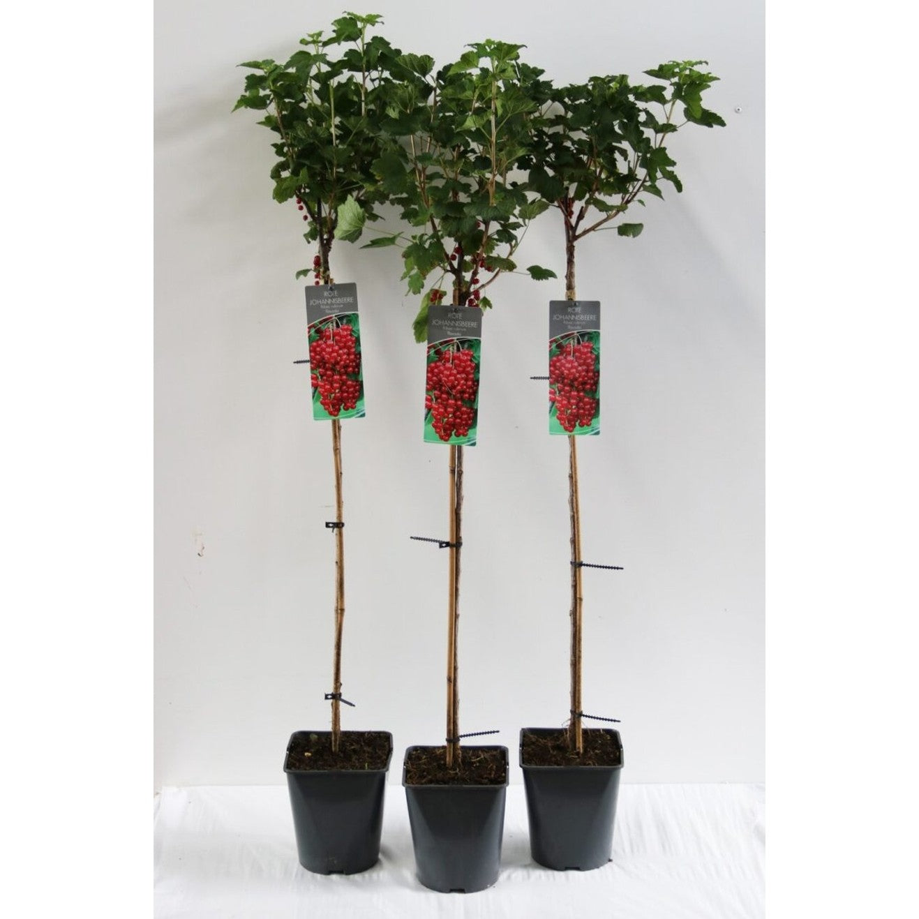 Röda vinbär – Ribes rubrum 'Rovada' - 90 CM Stem C5