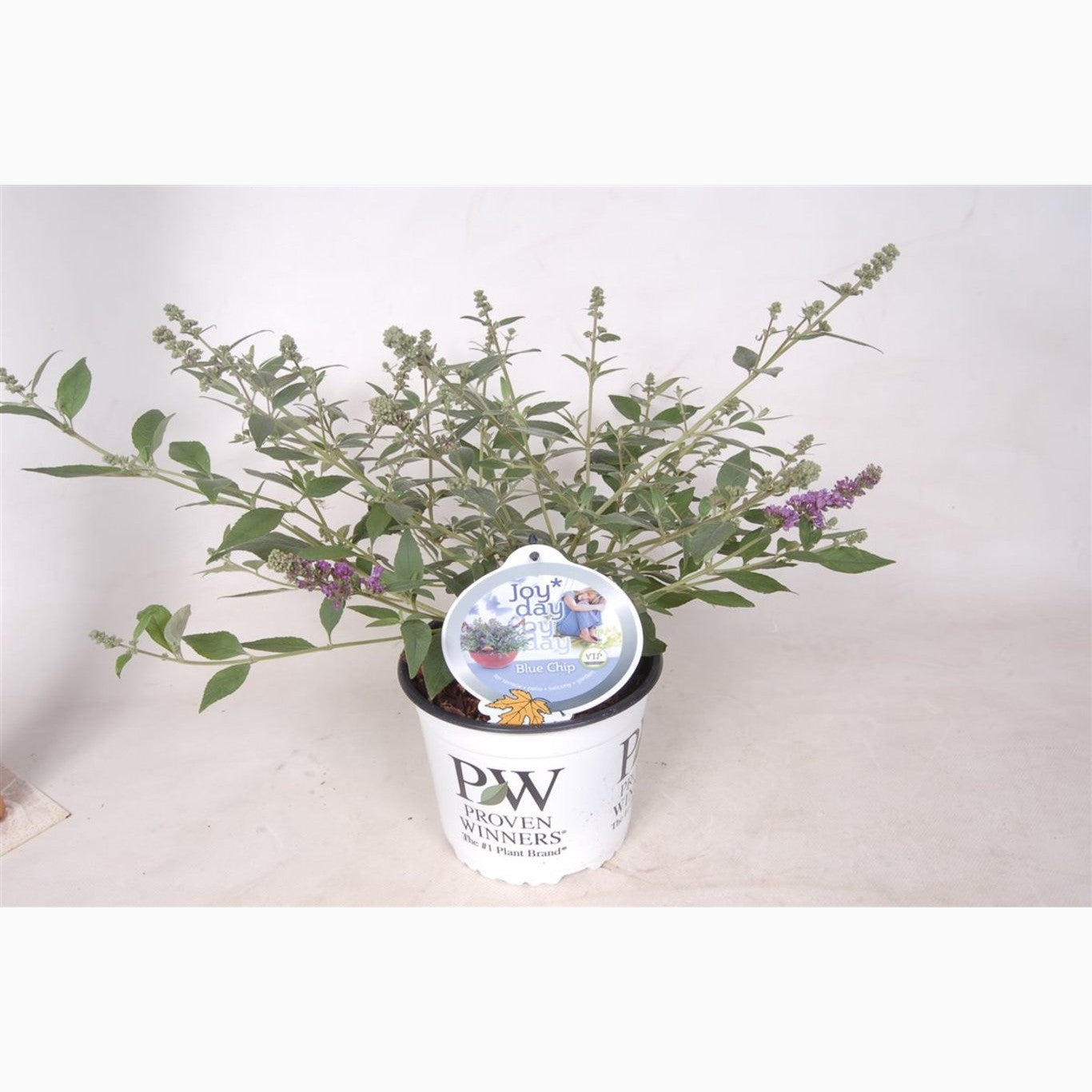 Sommarlilja – Buddleja 'Blue Chip' - C3