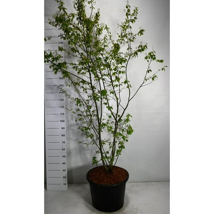Prakttry – Amelanchier lamarckii - C65 175-200 cm.