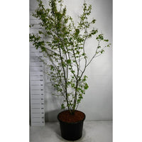 Prakttry – Amelanchier lamarckii - C65 175-200 cm.