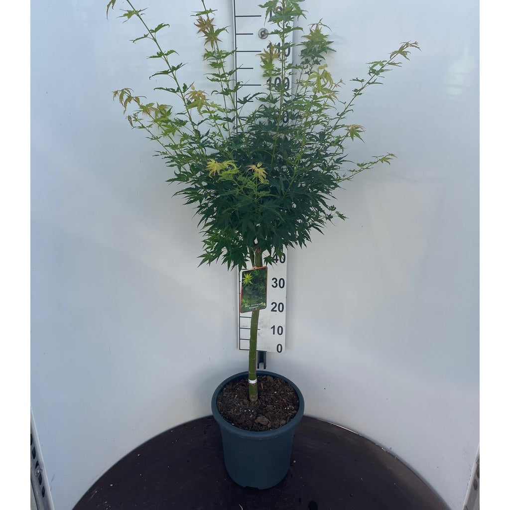 Japansk lönn – Acer pal. 'Crippsii' - 50 CM Stem C15