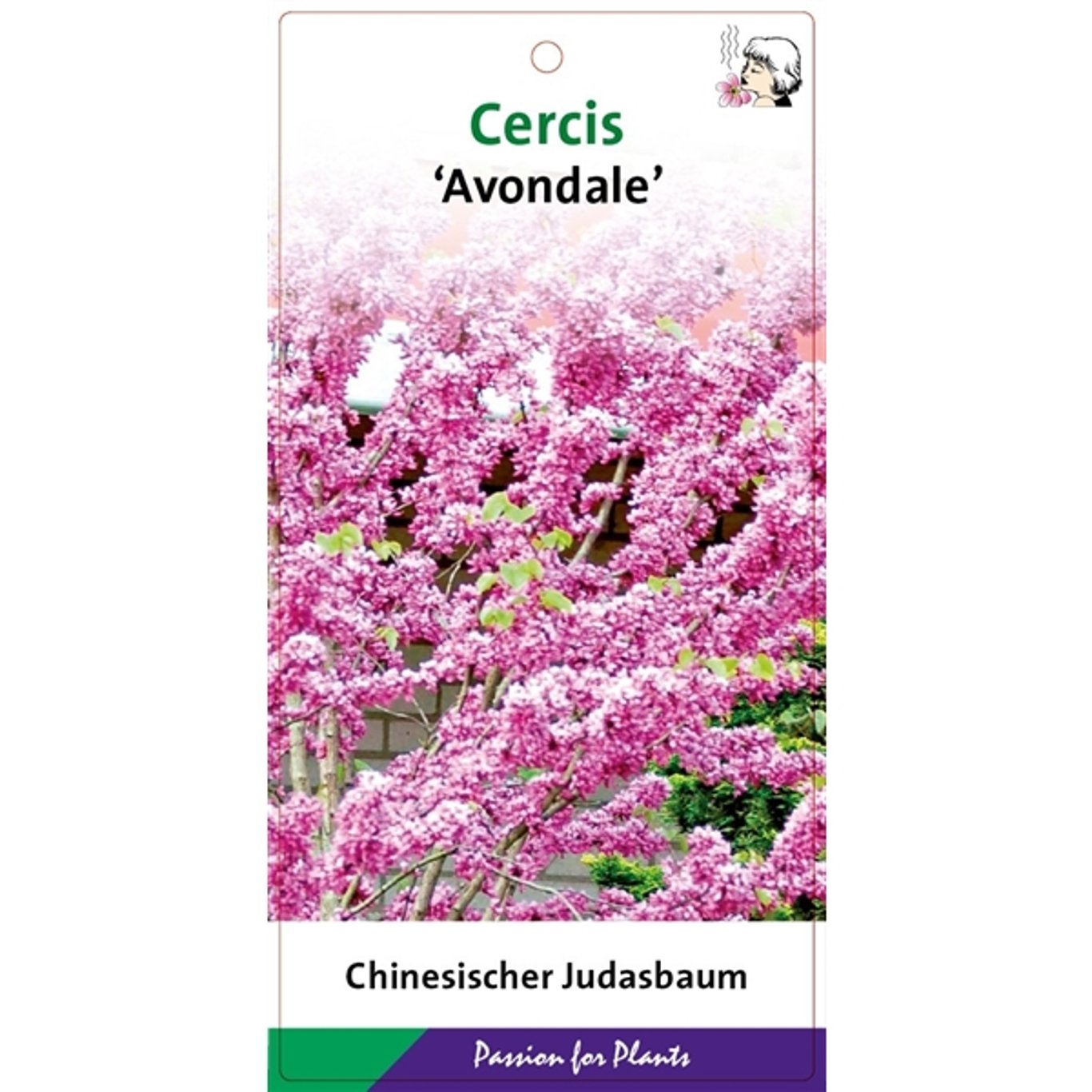 Kinesiskt judasträd – Cercis chinensis 'Avondale' - C5 50-60 CM