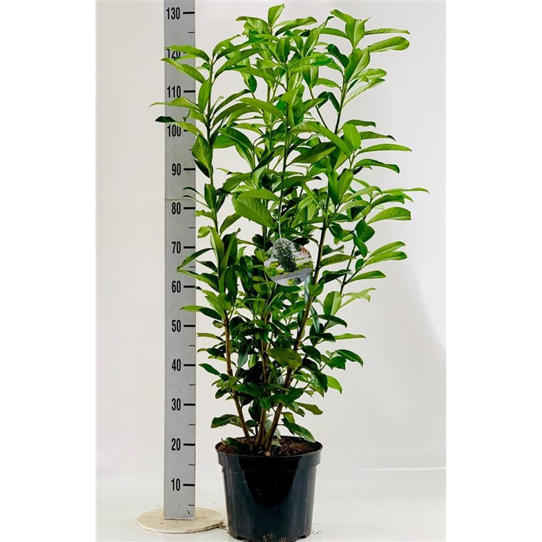 Lagerhägg – Prunus laurocerasus &