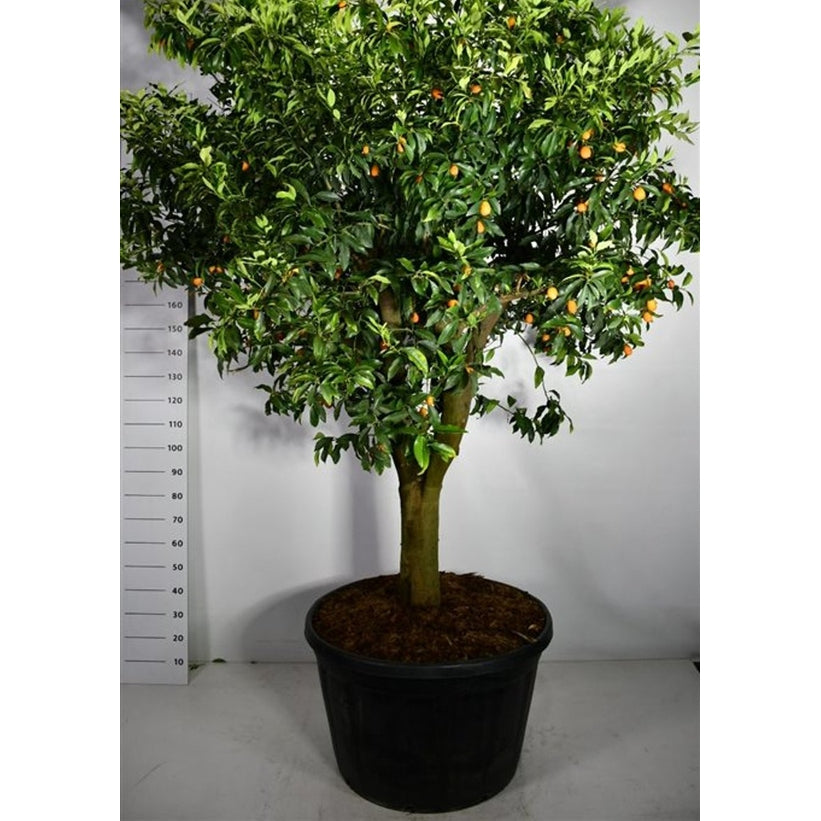 Mandarin – Citrus nobilis - C230 70 cm. Stam
