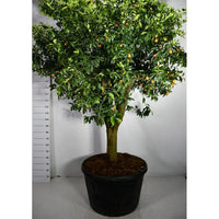 Mandarin – Citrus nobilis - C230 70 cm. Stam