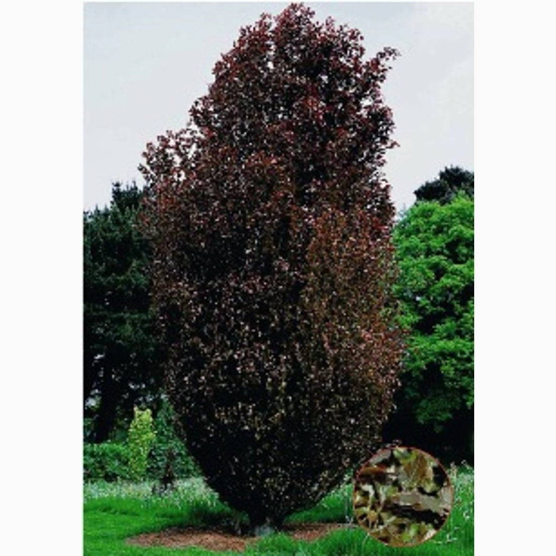 Blodbok – Fagus sylvatica &