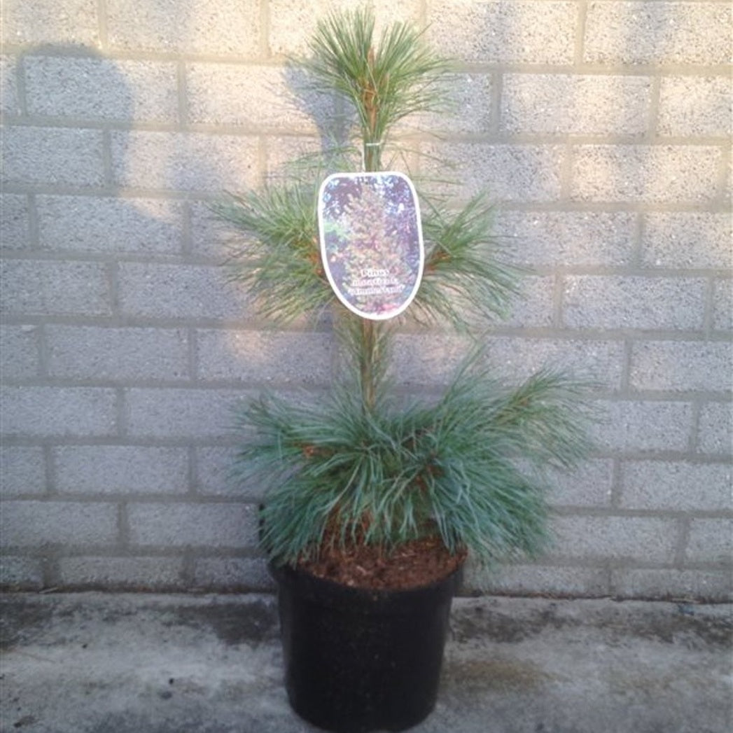 Västra vitbarrtall – Pinus monticola 'Ammerland' - C7.5 50-60 CM