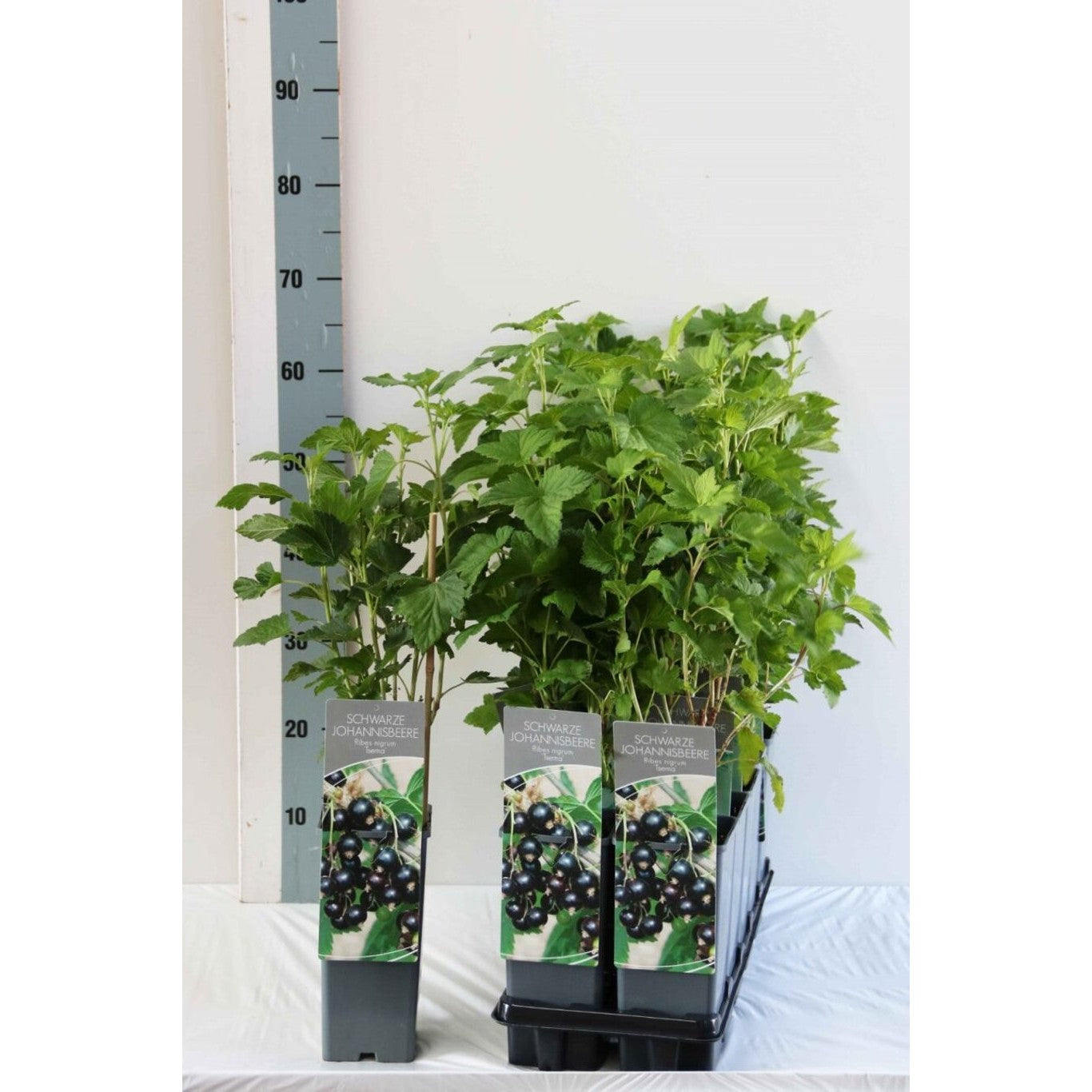 Svartvinbär – Ribes nigrum 'Tsema' - C2 30-40 CM