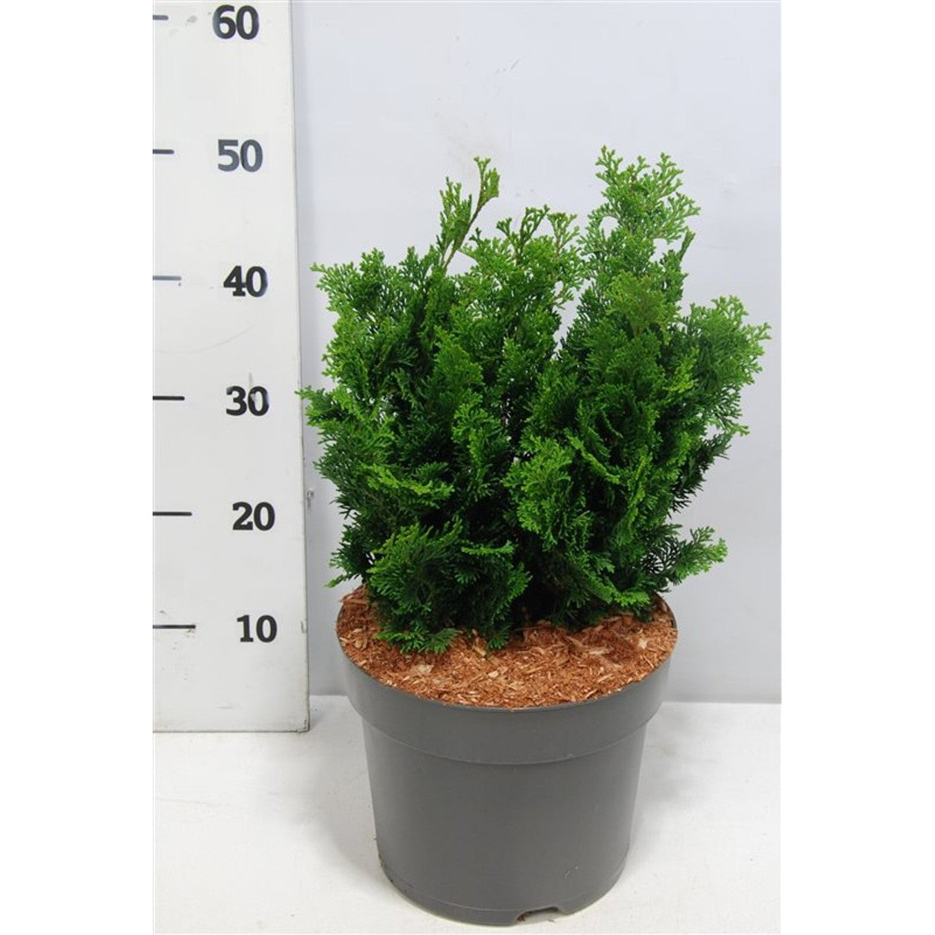 Ädelcypress – Chamaecyparis obtusa 'Nana Gracilis' - C7,5 30-35 CM