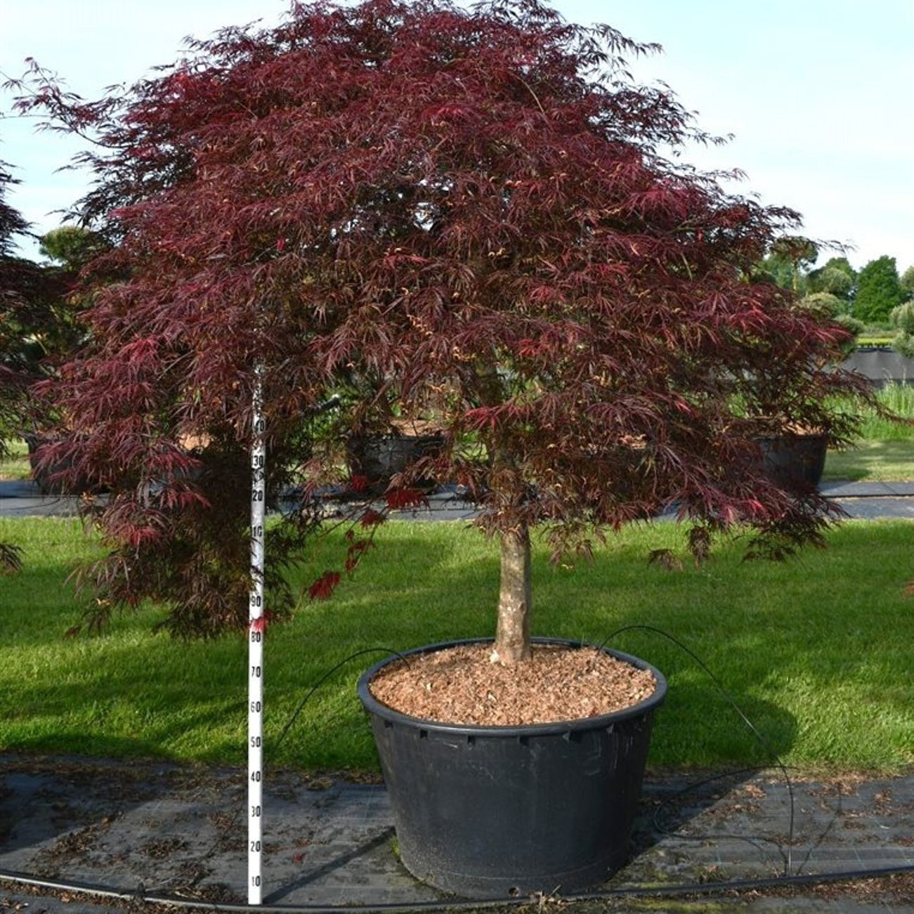 Japansk lönn – Acer palmatum 'Inaba-shidare' - C280 150 cm. Stam