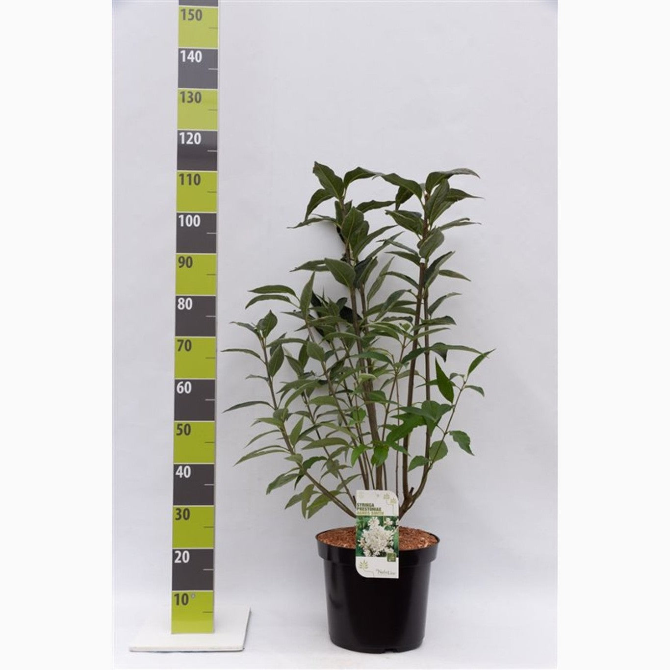 Syren (V); – Syringa vulgaris 'Agnes Smith' - C12 80-100 CM